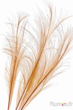 Fasan Hoki - gebleicht - 45-55 cm - creme